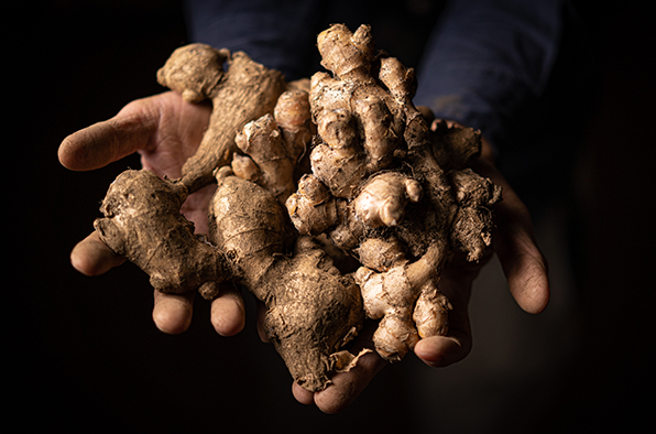 三沼田んぼの生姜:しょうがのむし - Ginger Bug